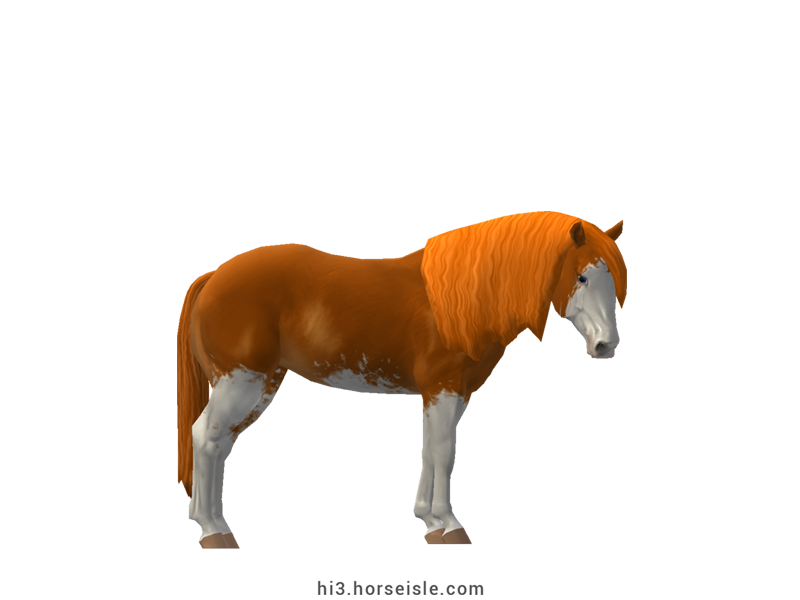 American Paint Horse Chestnut Sabino Coat